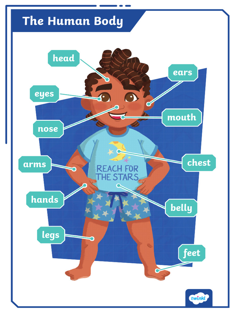 Exploring the Human Body for Kids | PDF