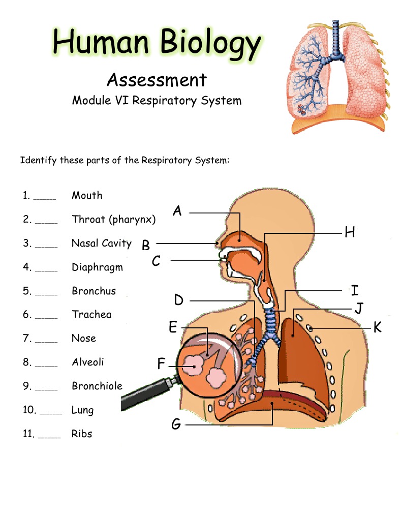 module 6 assessment Lung Respiratory System