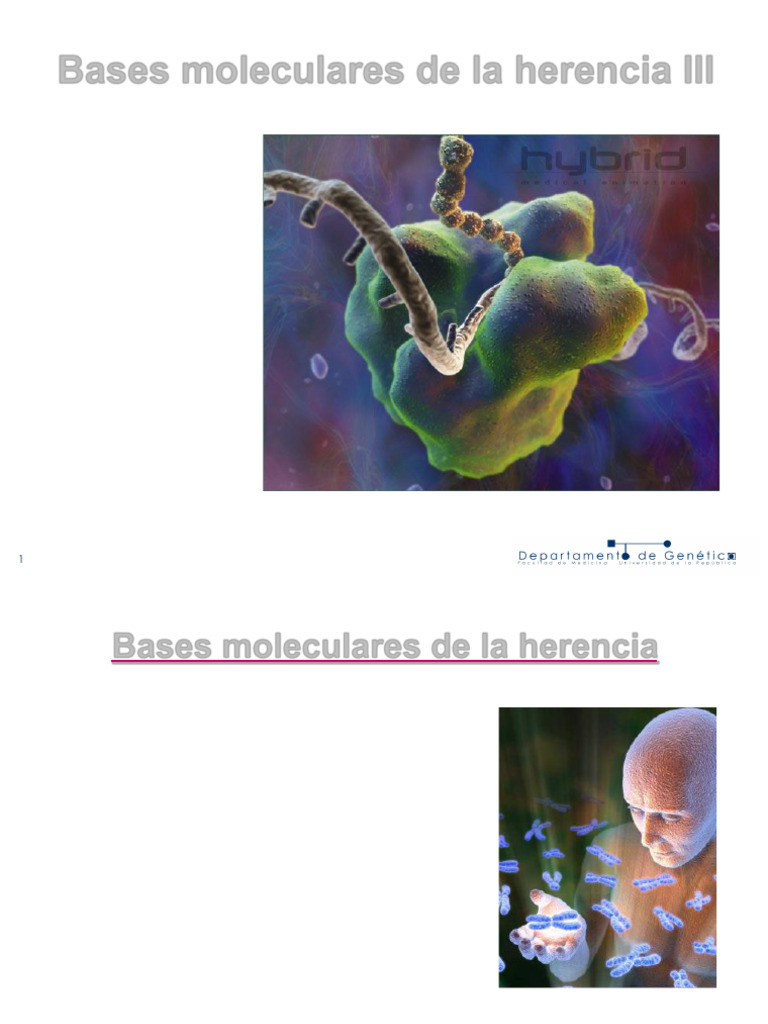 T8A GEN C%C3%B3digo Gen%C3%A9tico | PDF | Ribosoma | Proteínas