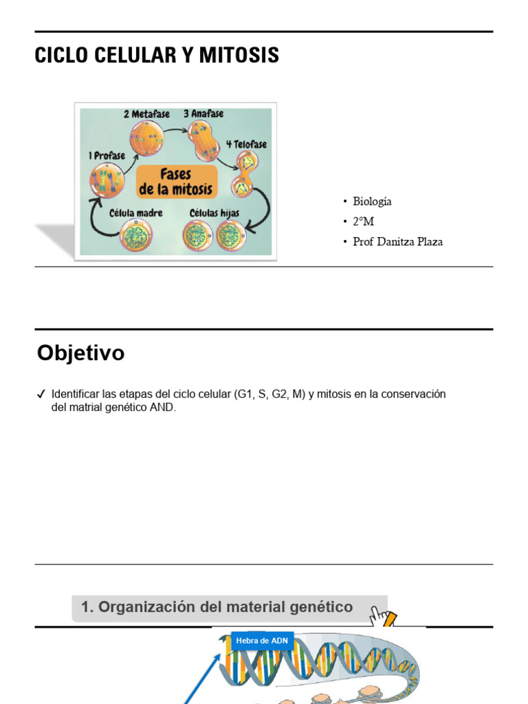 Etapas del Ciclo Celular y Mitosis | PDF | Mitosis | Cromosoma