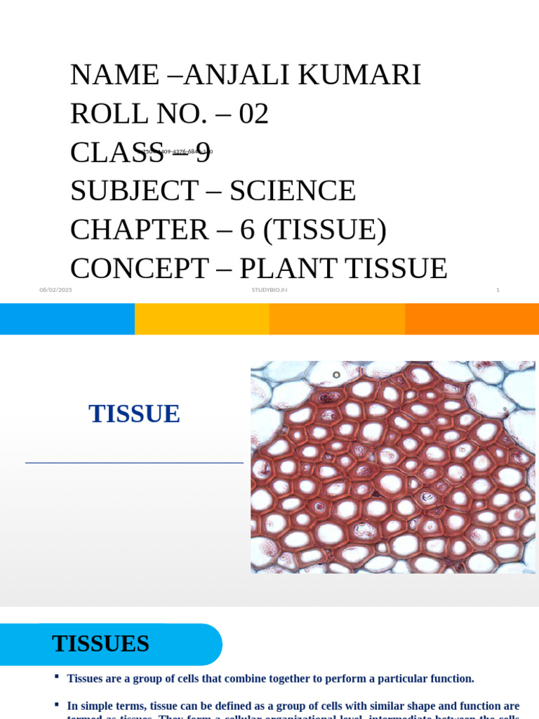 Cl9 Ch6 Tissue Ppt1 CW | PDF | Tissue (Biology) | Plant Stem