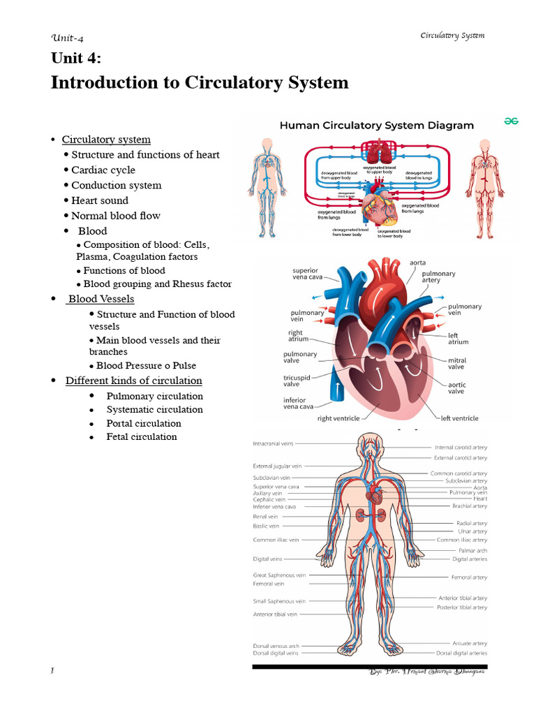 Unit 4 Circulatory System | PDF | Ventricle (Heart) | Heart Valve