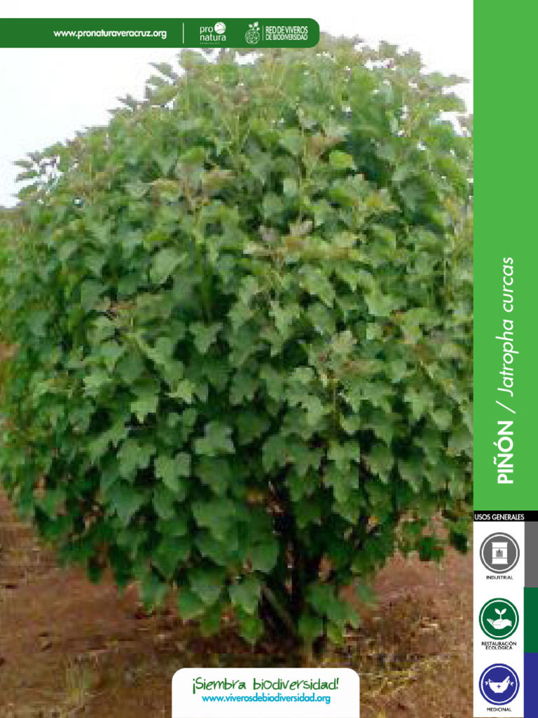 Piñón de Botija: Cultivo y Usos | PDF