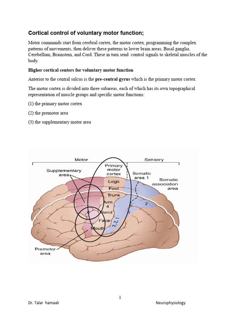 Motor Cortex and Voluntary Movement Functions | PDF | Spinal Cord ...