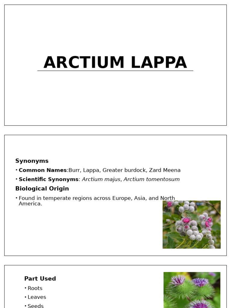 Arctium Lappa | PDF