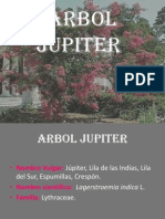 ARBOL JUPITER 2