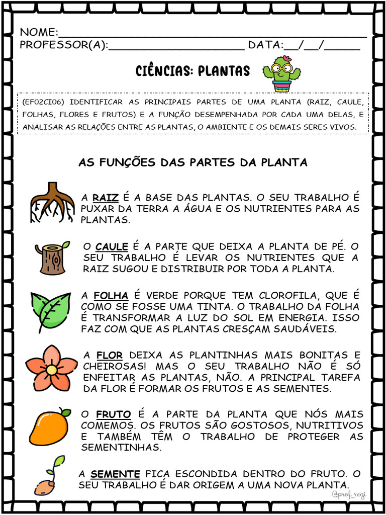 Funções das Partes da Planta para 2º Ano | PDF | Plantas | Folha