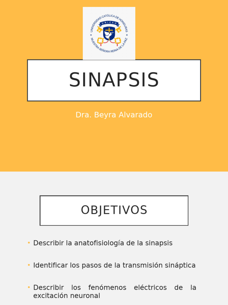 Sinapsisneuro 200316040927 | PDF | Sinapsis | Neurona