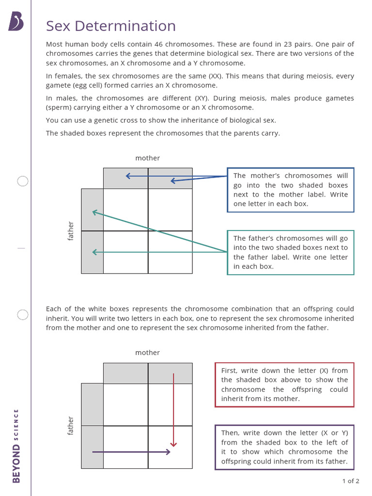 Sex Determination Year 5 Science | PDF | Sex | Chromosome