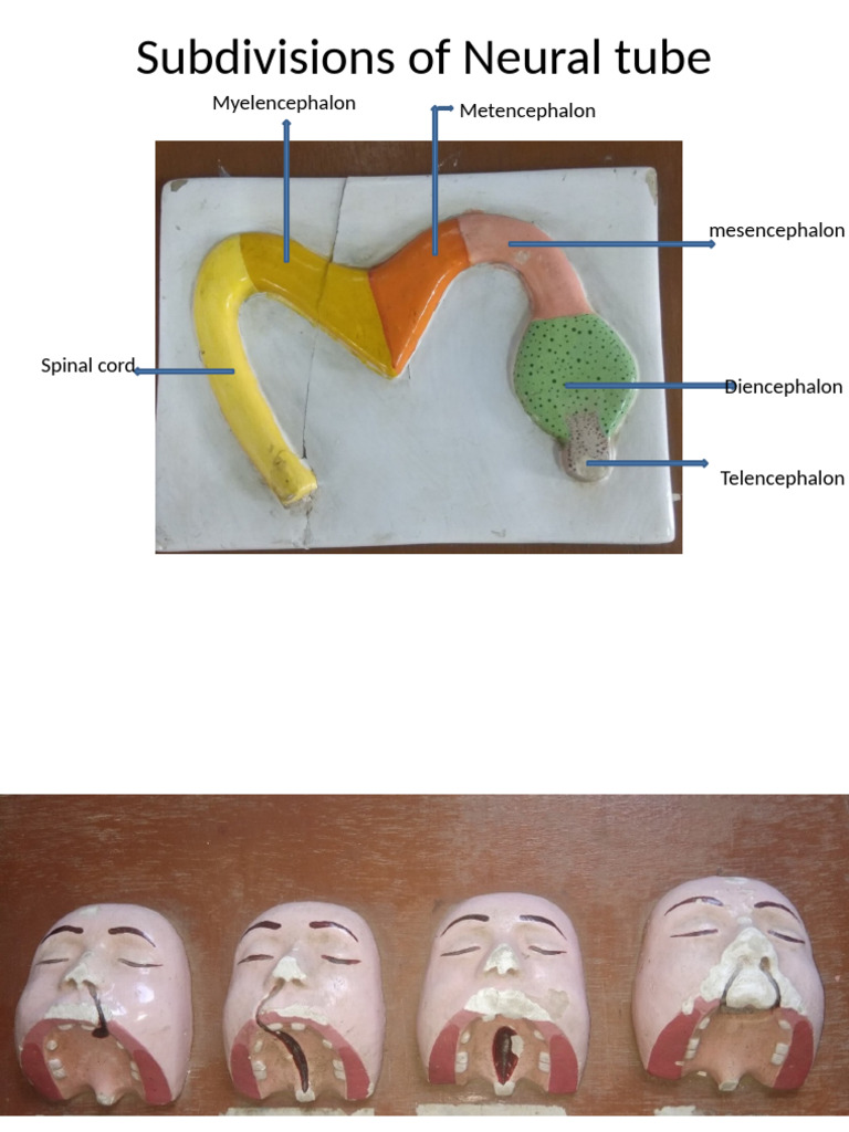 Neural Tube Embryology Overview | PDF