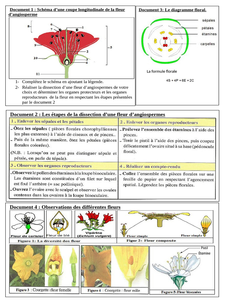 Légende d'un schéma de fleur | PDF | Méiose | Morphologie végétale