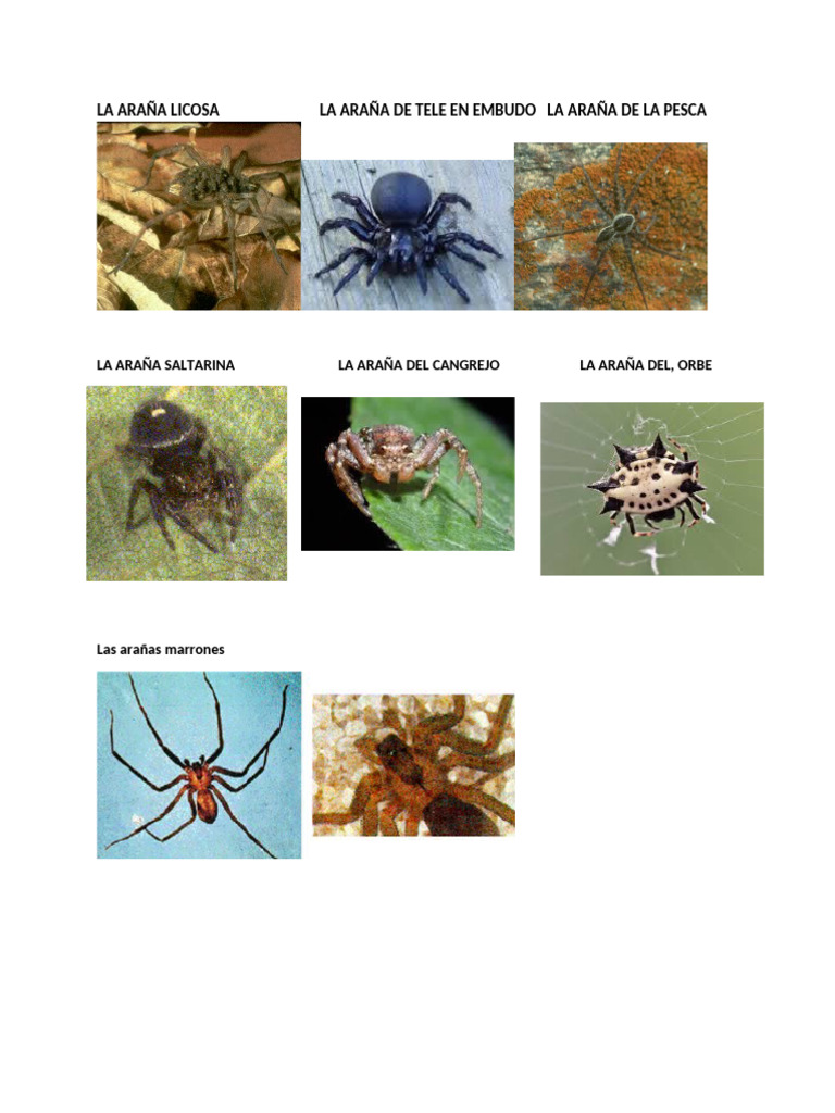 Tipos de Arañas | PDF