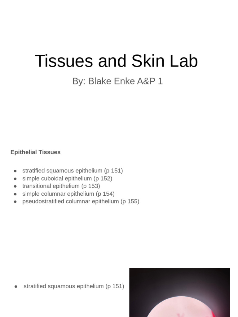 Tissues and Skin Lab | PDF