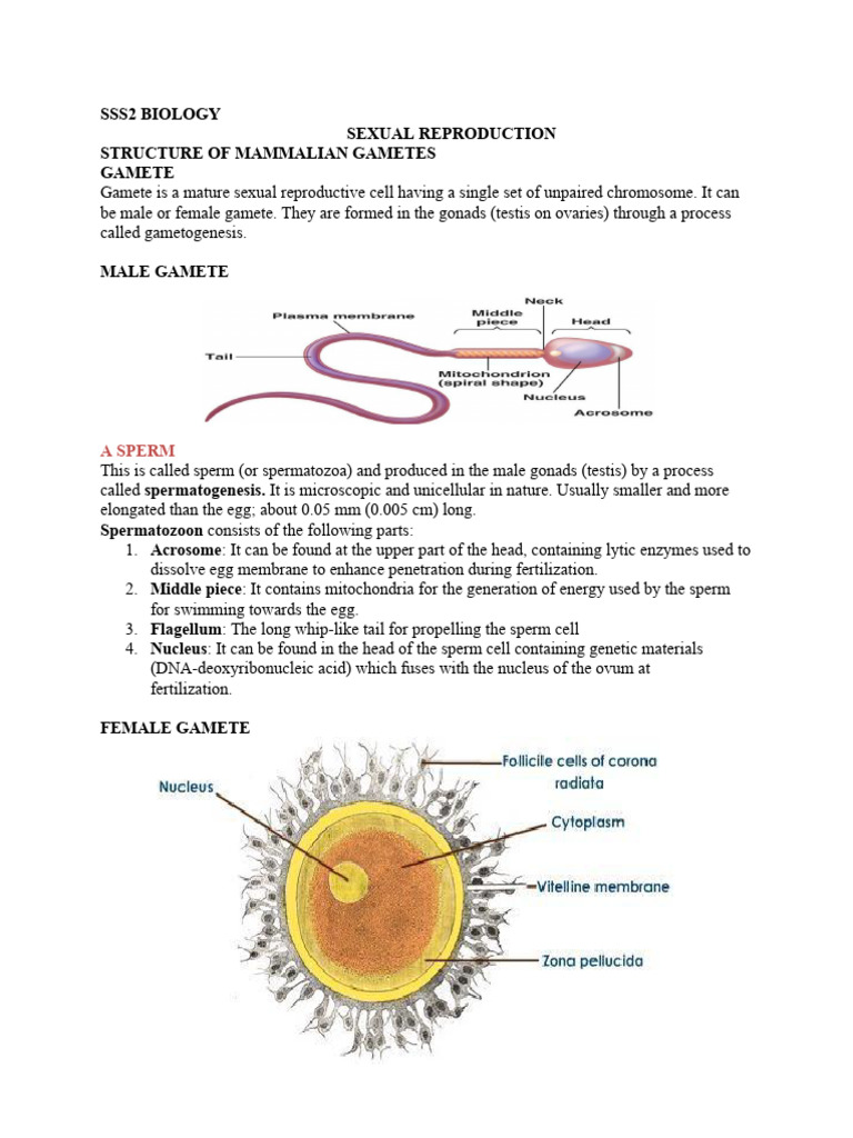 Structure of Mammalian Gametes | PDF | Flowers | Petal