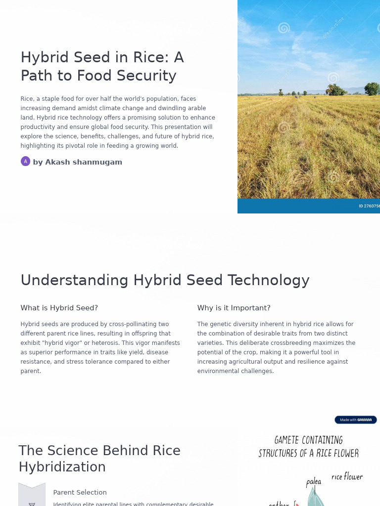 Hybrid Rice: Innovations for Food Security | PDF | Agriculture | Hybrid ...