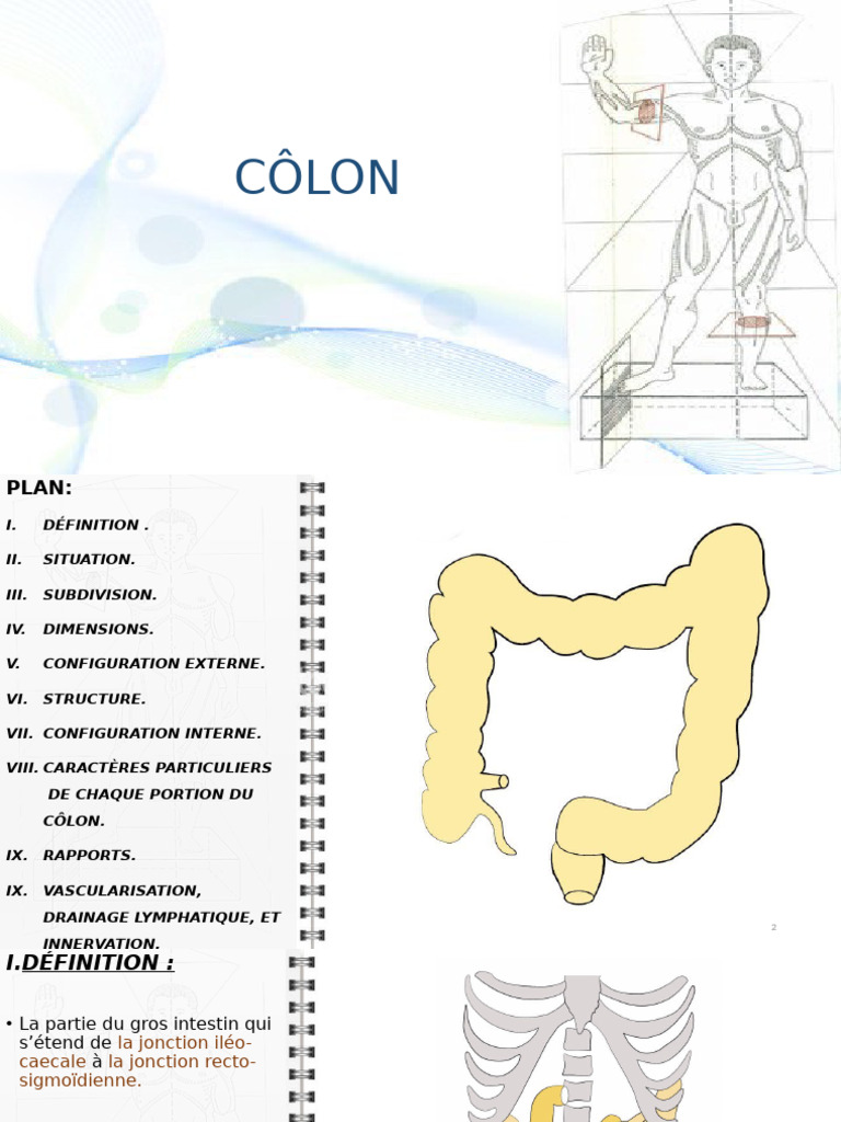 Anatomie et Dimensions du Côlon | PDF | Gros intestin | Péritoine