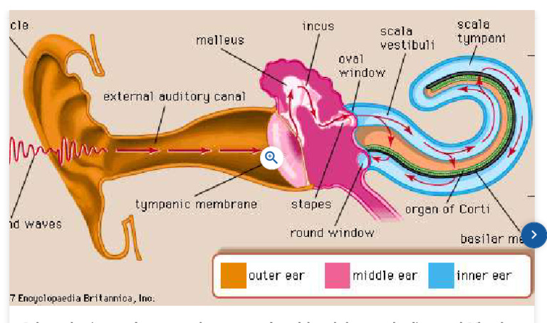 Malleus: Anatomy and Function | PDF | Ear | Senses