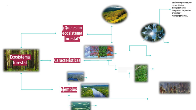 Tipos y características de ecosistemas forestales | PDF | Los bosques ...