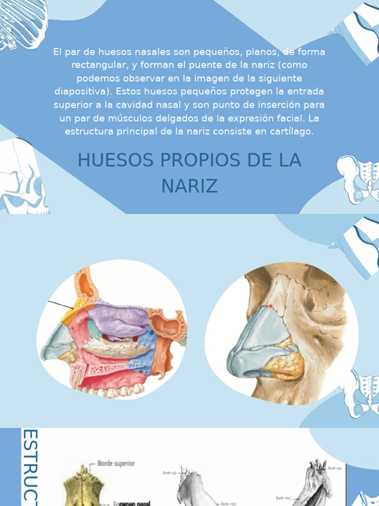 Anatomía de la cavidad nasal. Las: vector de stock (libre de regalías)  2679651259 | Shutterstock, image size:768x1024