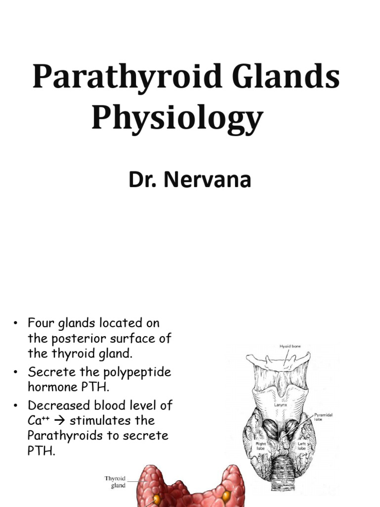 Parathyroid Glands: PTH Regulation & Disorders | PDF