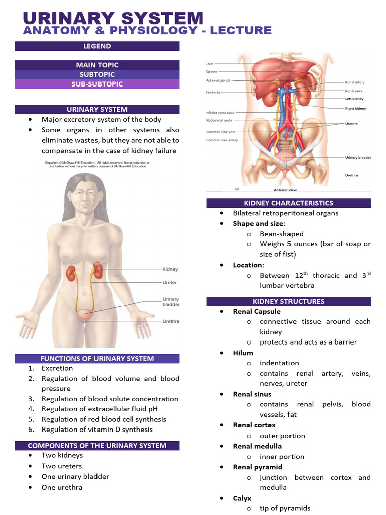 Urinary System Anatomy & Physiology Guide | PDF | Kidney | Physiology