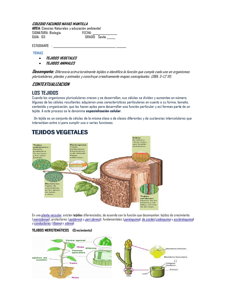 Guia 03 Biología 6° Tejidos P-1 20252 | PDF | Raíz | Músculo