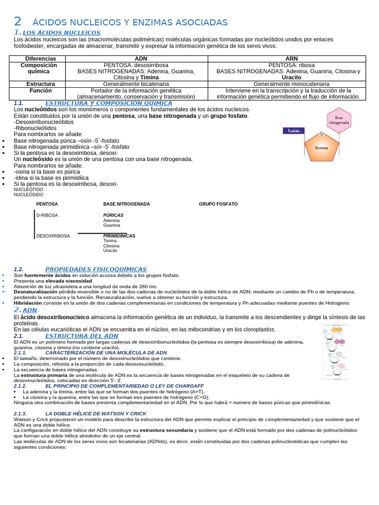 2 Ácidos Nucleicos y Enzimas Asociadas | PDF | Rna | Traducción (biología)