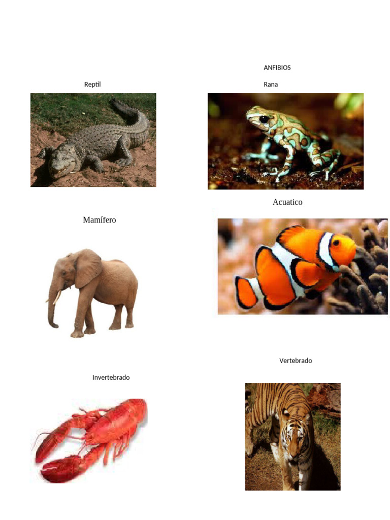 2 Vertebrado e Invertebrado,, Reptil, Anfibio Acuatico Uno de Cada Uno ...