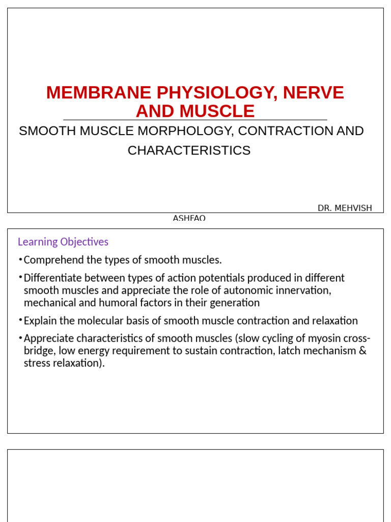 2023 Smooth Muscle Morphology and Characteristcs | PDF | Muscle ...