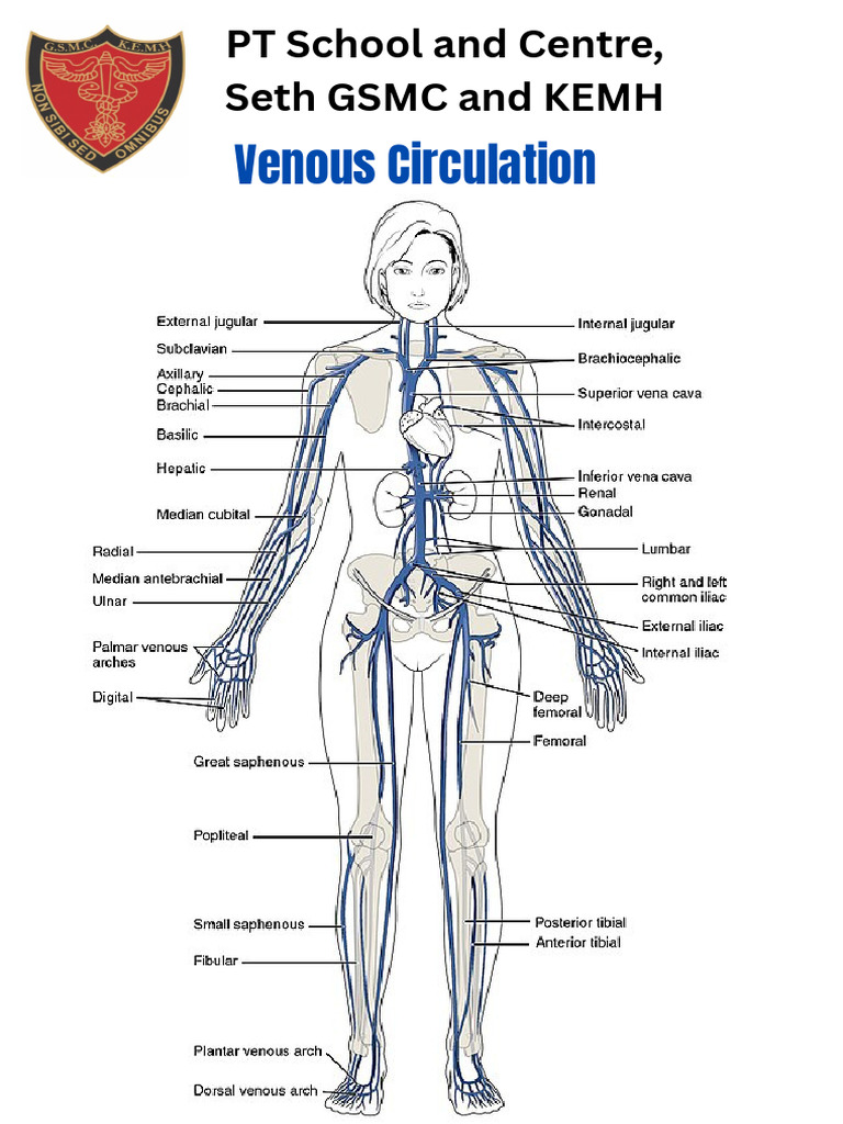 Veino'Circul