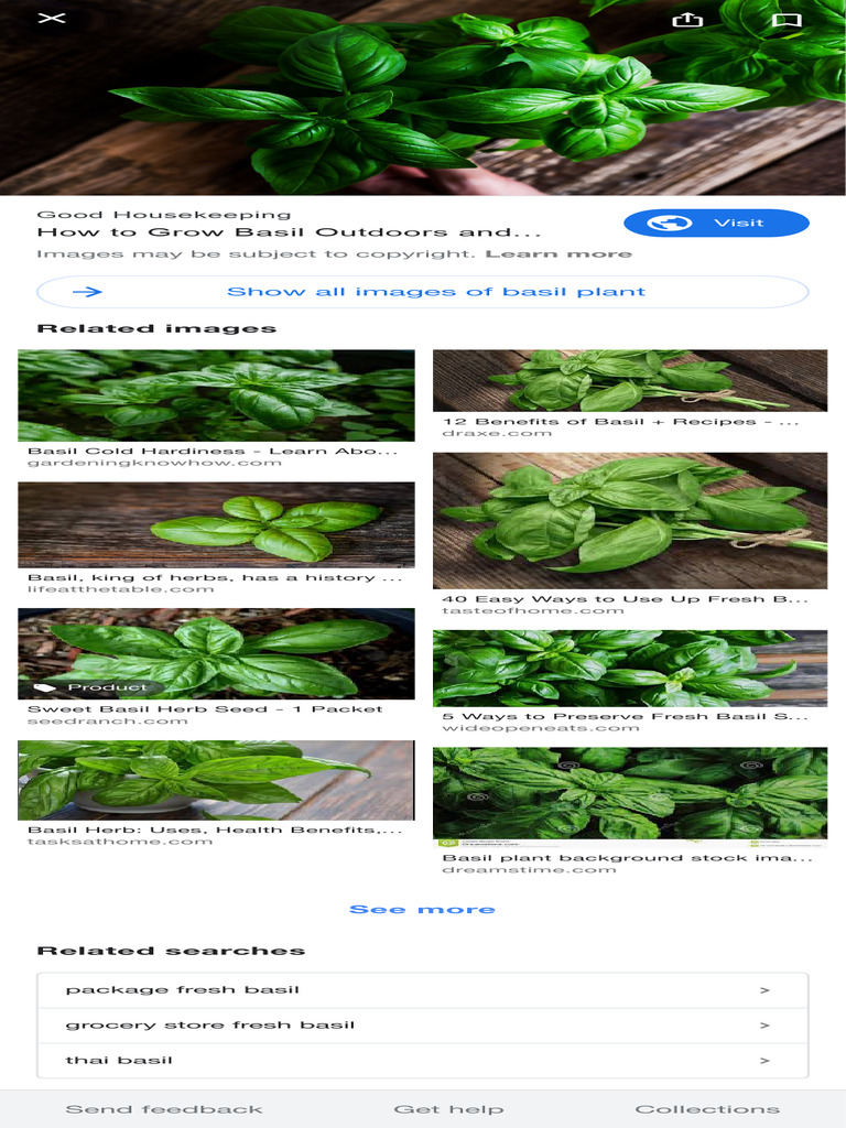 Growing and Using Basil Herb Guide | PDF | Basil | Foods