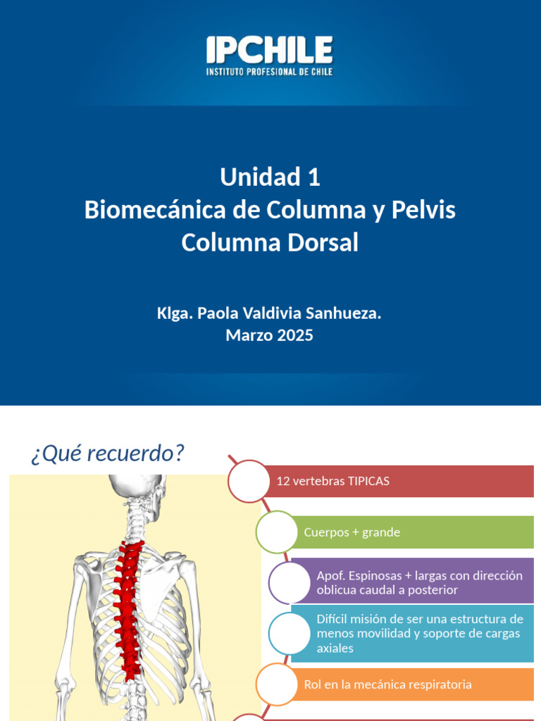 Biomecanica II - Columna y Pelvis 2 | PDF | La columna vertebral | Vértebra