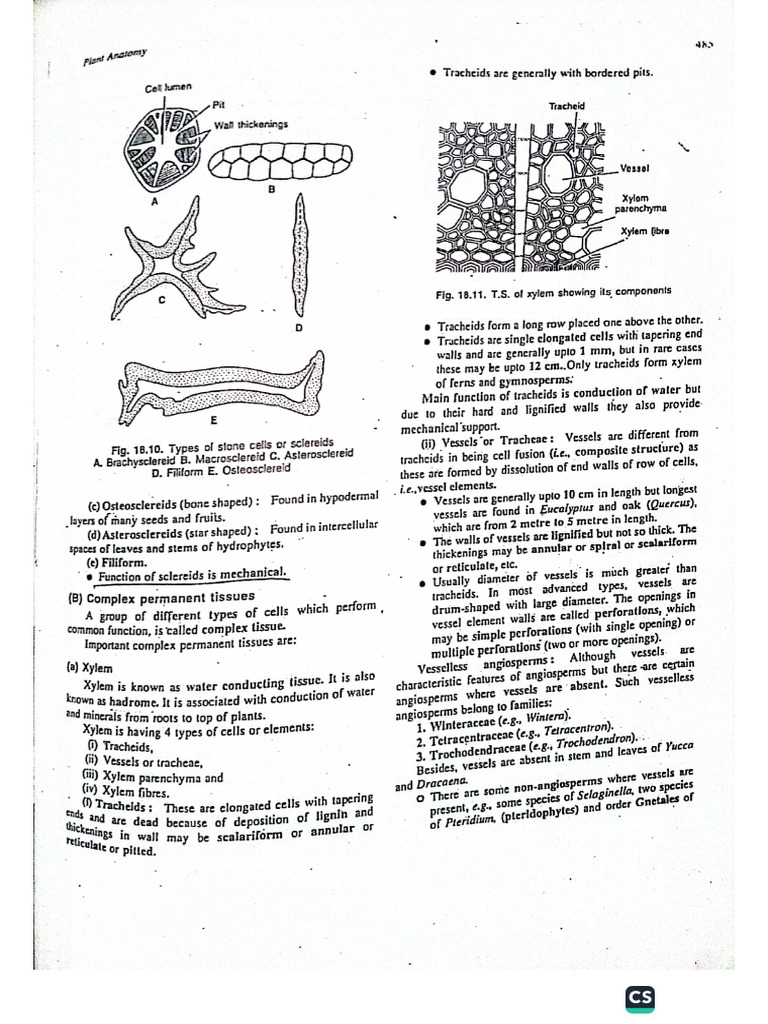 Xylem | PDF