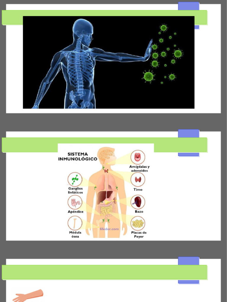 Sistema Inmunitario 9º | PDF | Sistema inmune | Sistema inmune innato
