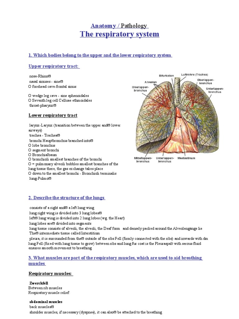 Respiratory System Anatomy and Pathology | PDF | Respiratory Tract | Lung
