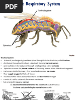 Arthropod Respiratory Systems Explained | PDF | Respiratory System | Lung