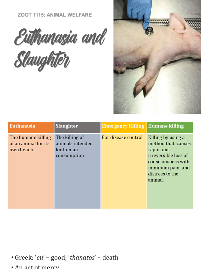 Euthanasia and Slaughter in Animal Welfare | PDF | Animal Slaughter ...