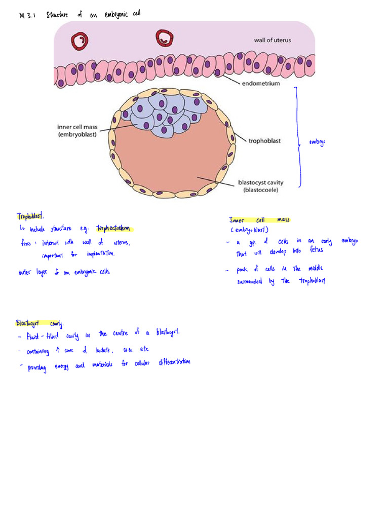 Structure of Embryonic Cells Explained | PDF | Biology | Change