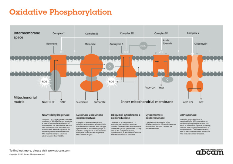 Oxidative Phosphorylation | PDF | Electron Transport Chain | Biochemistry