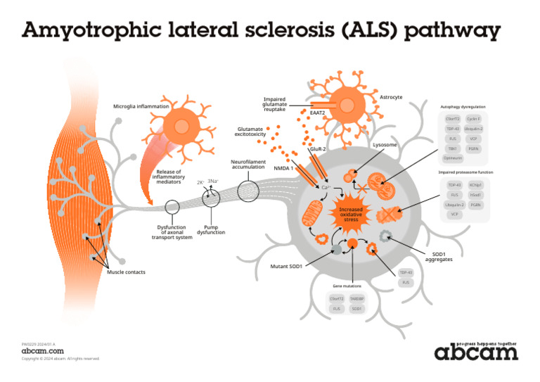 ALS Pathway Overview and Key Factors | PDF | Cell Biology | Biochemistry