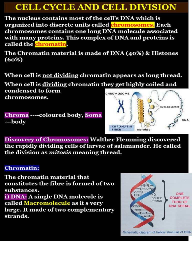 Cell Cycle and Division Explained | PDF | Mitosis | Meiosis