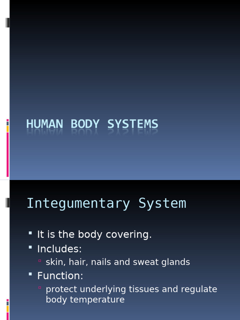 Human Body Systems | PDF