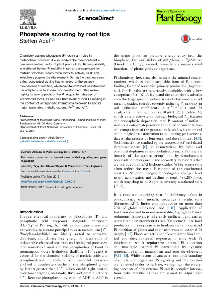 Root Tip Sensing of Phosphate Availability | PDF | Root | Gene
