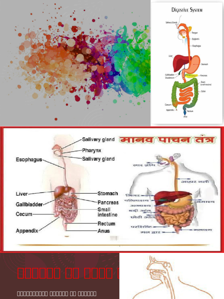Digestive System of Human | PDF