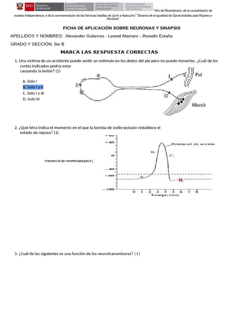 Ficha de Aplicación Sobre Neuronas y Sinapsis | PDF | Potencial de ...