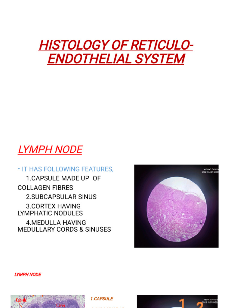 Histology of Reticulo-Endothelial System | PDF