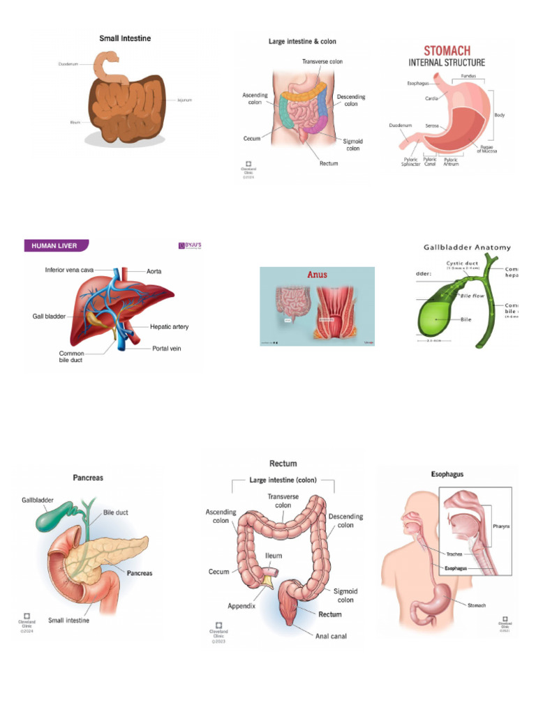 digestive system (1) | PDF