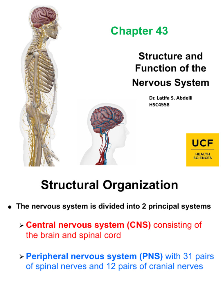 Nervous System Structure and Function | PDF | Neuron | Nerve