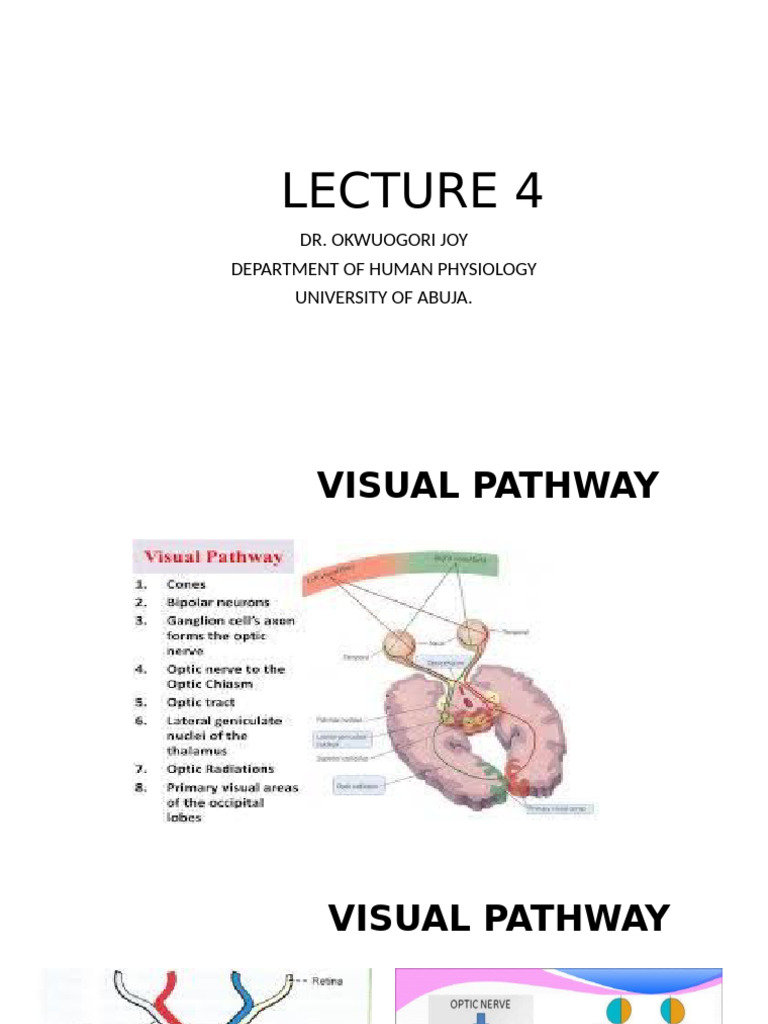Visual Pathway and Hemianopia Insights | PDF | Visual System | Visual ...