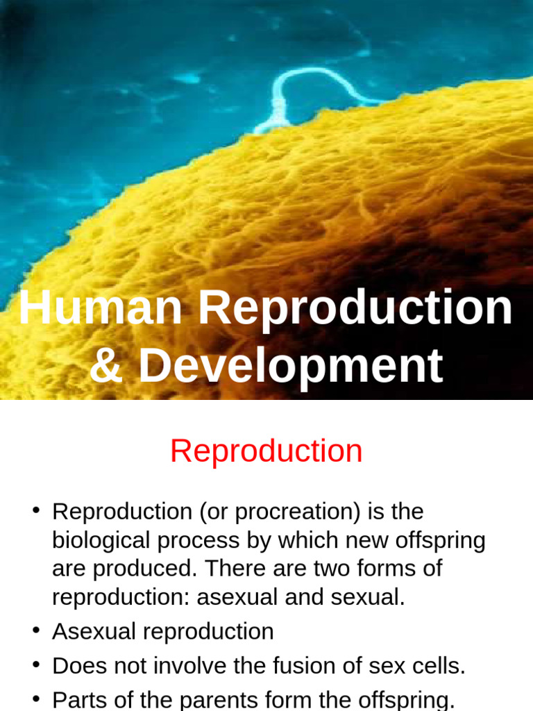 Human Reproduction and Development Guide | PDF | Menstrual Cycle ...